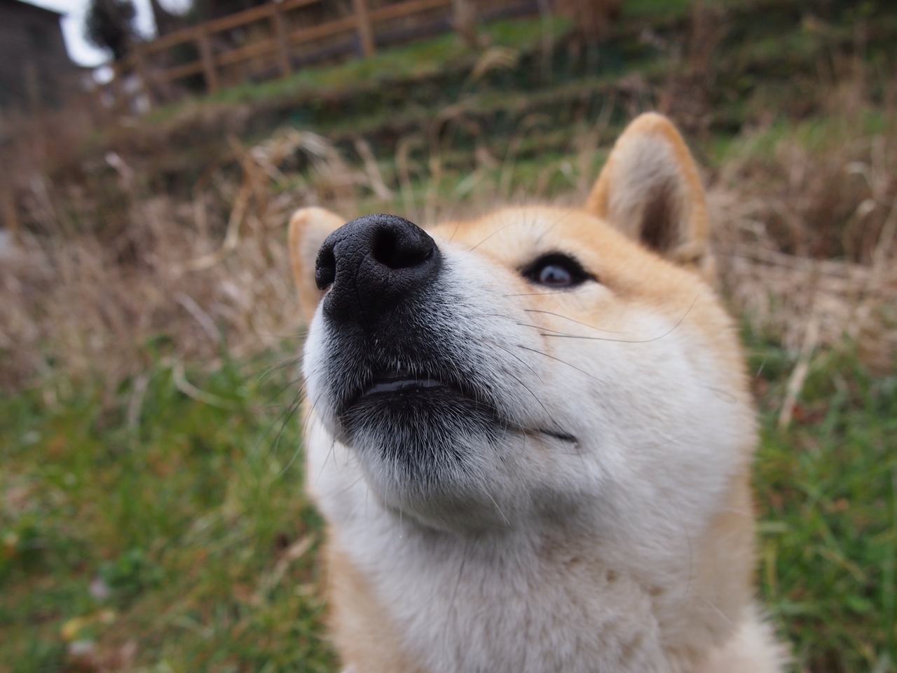 爱游戏娱乐-喜马拉雅对富士山，石宇奇扛起印度羽球征服东方高峰