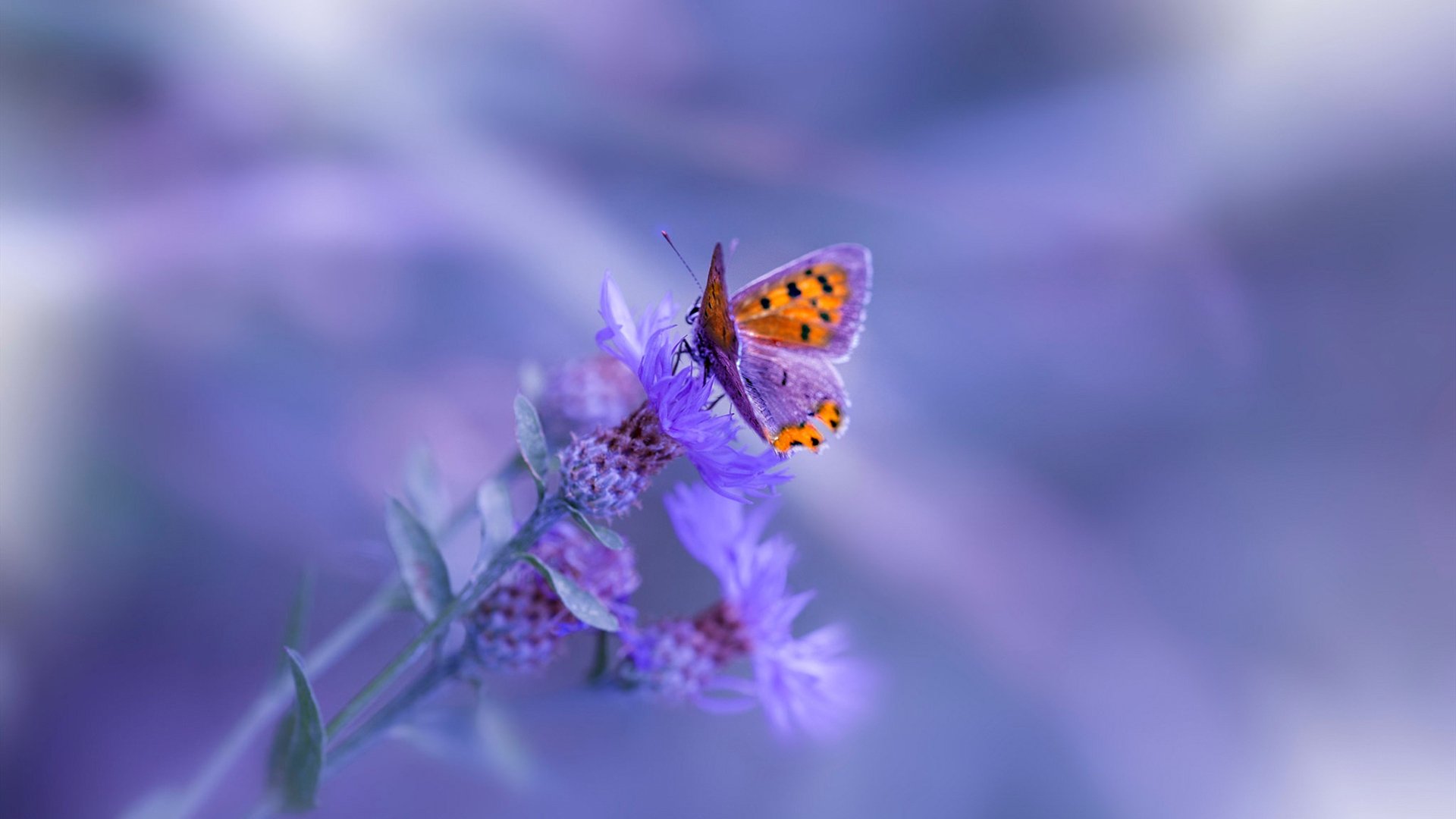 爱游戏在线-东方力量双重奏，绿茵新王登基，乒坛旧神依旧