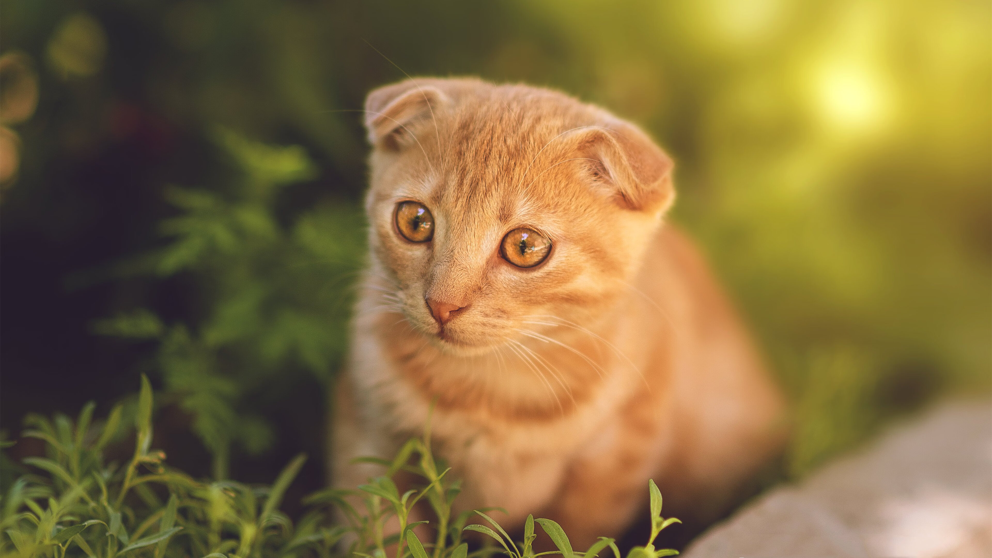 凯尔特人硬仗克快船，爱德华兹一锤定音成胜负关键先生