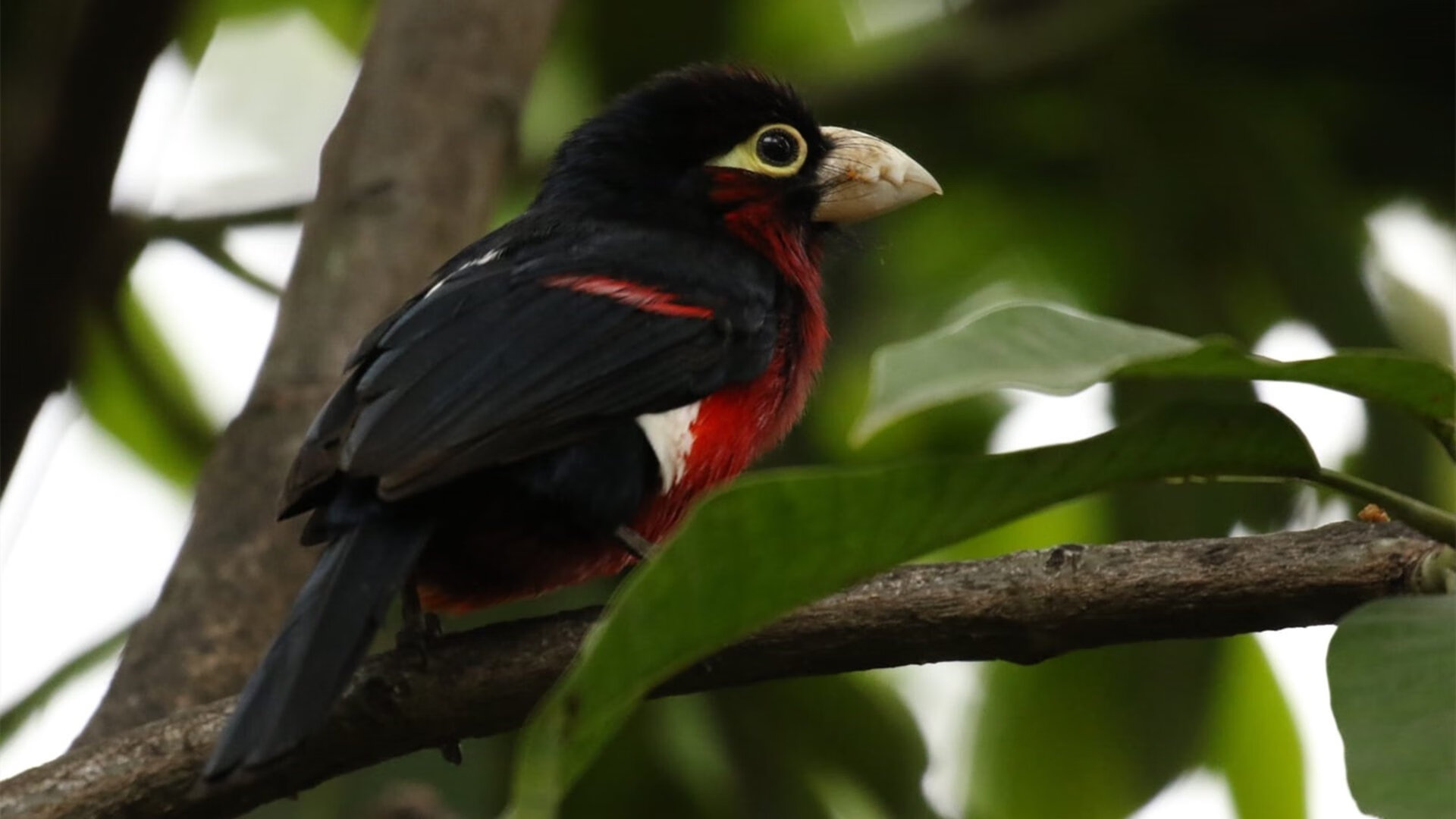 隐形引擎的轰鸣,坎特如何用存在感填满比利时横扫瑞士的每一秒