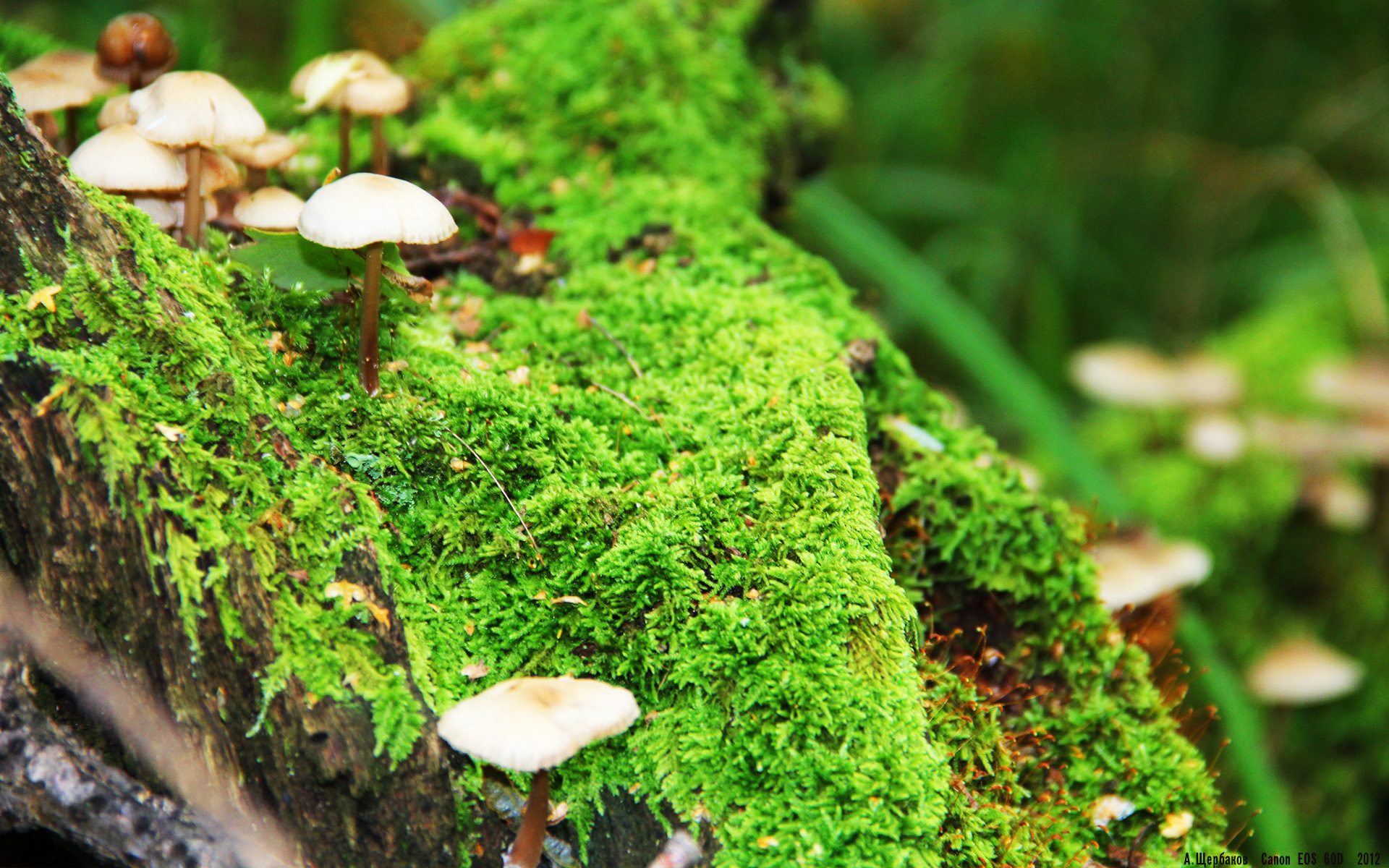 黄黑风暴席卷欧冠!多特蒙德加纳铁卫防线上的火力压制哲学