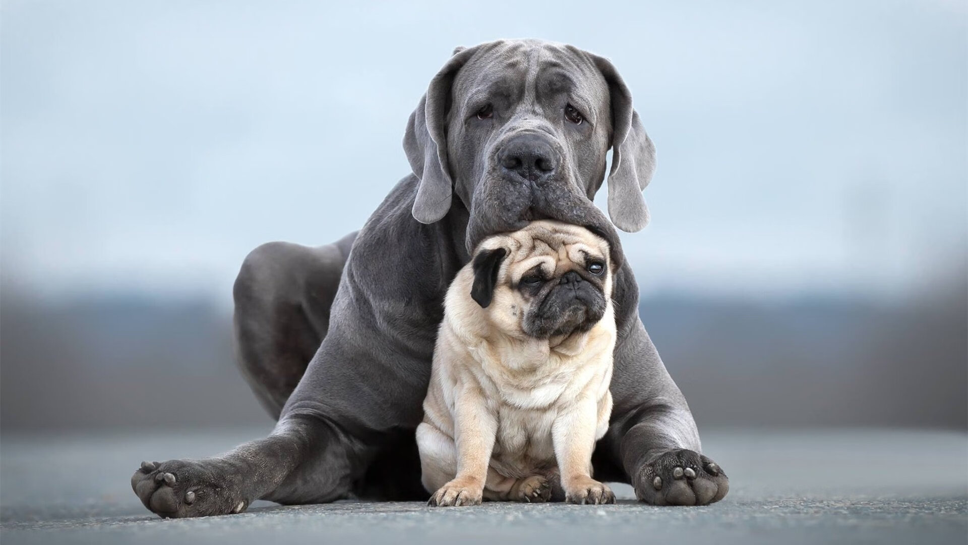 当篮球手感点燃绿茵场,德甲争冠夜与约基奇的跨界上演