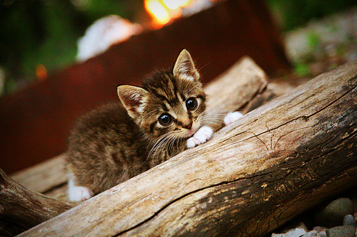 北京城下之盟，布伦森一箭定江山，猛龙神话在此终结