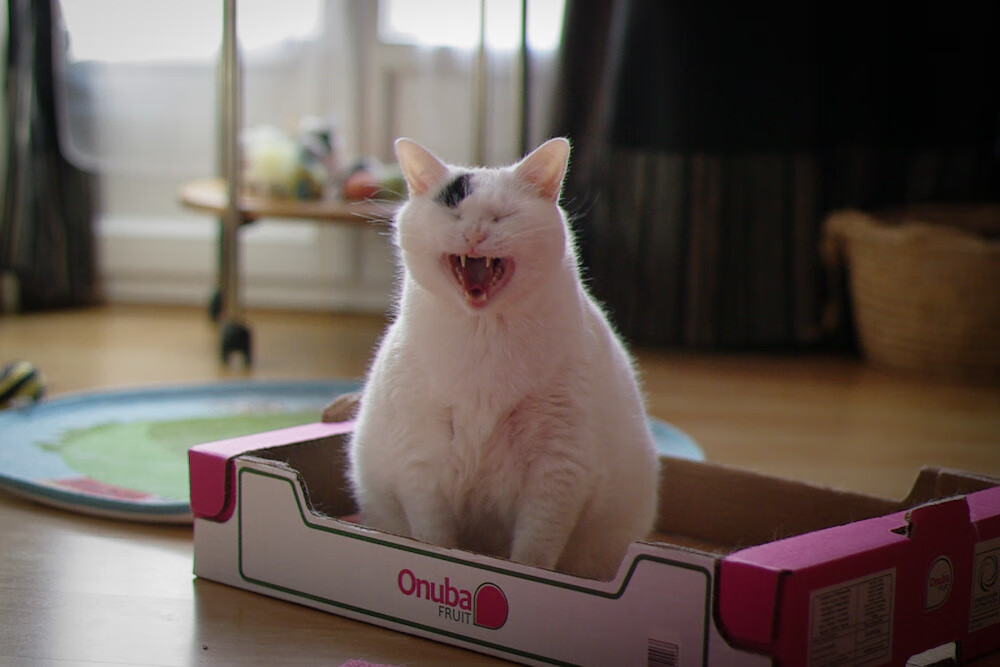 热刺锋线破茧的尖刀，紫百合智慧的无形压制—竞技场上压力转化的艺术