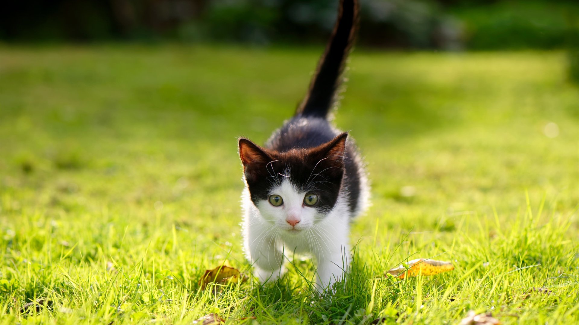 当东方巨龙遇见美国野兽,锡安撕裂广东防线之夜