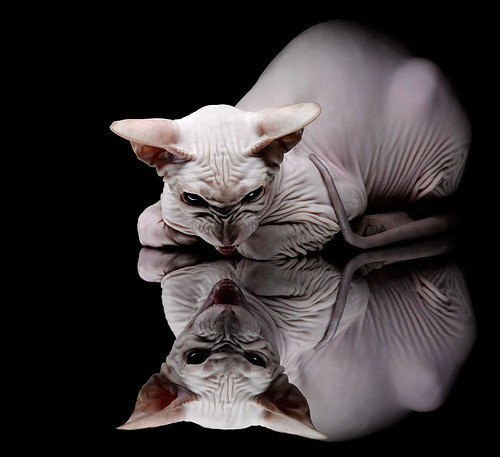 冰与火的对决，当阿拉巴的烈焰，点燃维京战船的寒冰远征