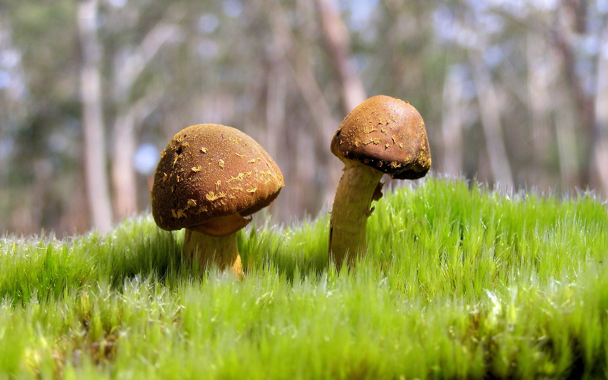 锈迹与星光的对决，当乔治的唯一性在倒数五秒显现