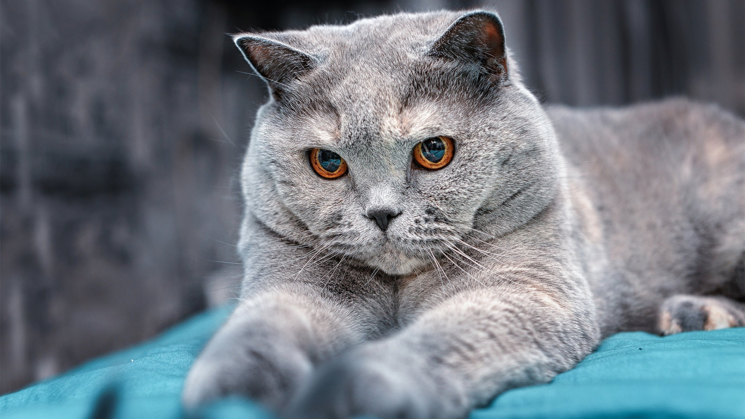 爱游戏下载-篮球世界的双重奏，湖人狂胜开拓者，德罗赞欧冠半决赛主宰赛场