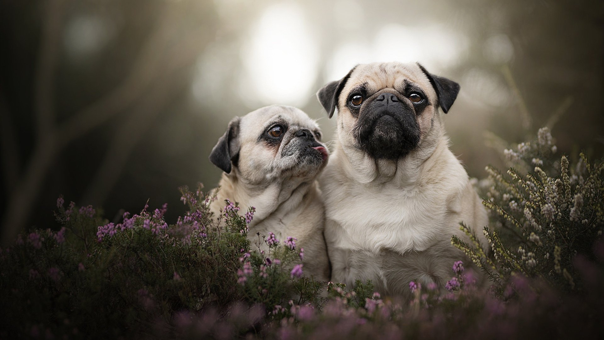 爱游戏入口-文班亚马爆发快船晋级雄鹿出局，今夜，篮球的三种时态