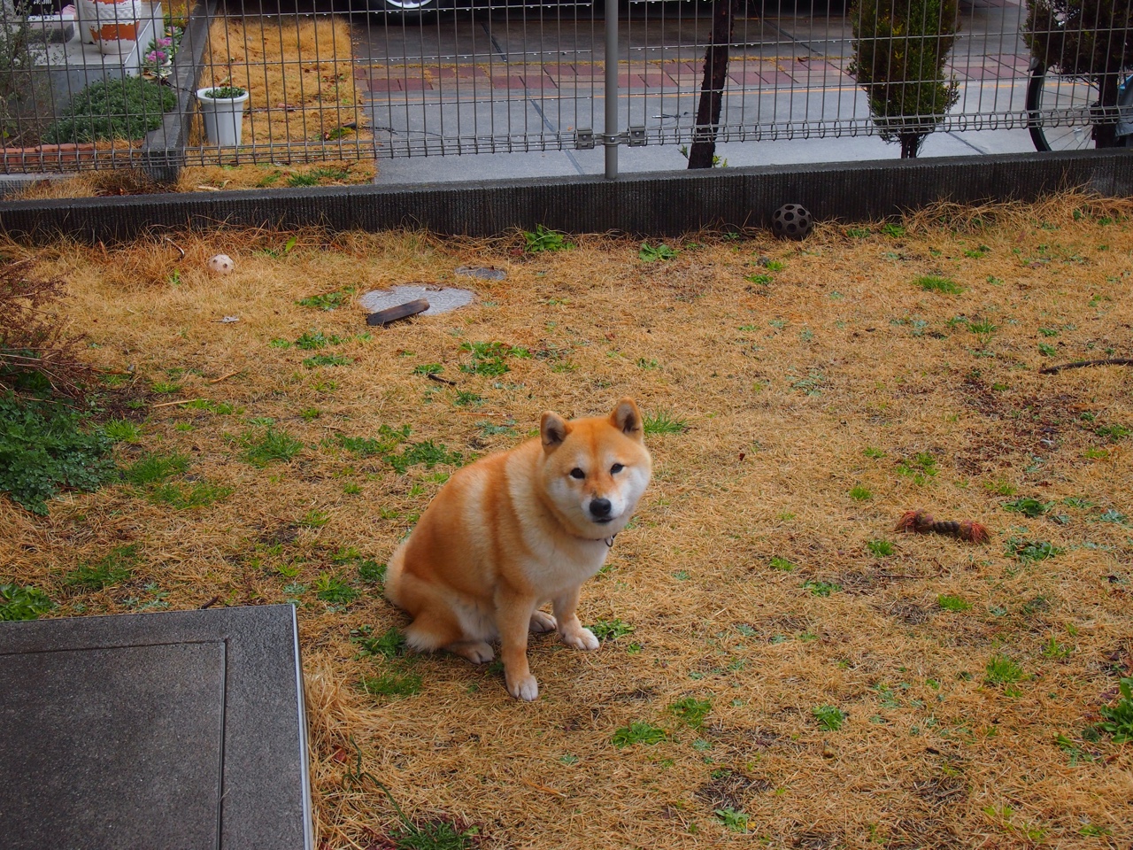 赛道与球场,当开拓者以F1的精准超越马刺的防线