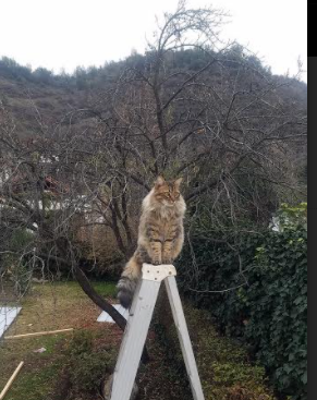 爱游戏APP-当星辰倾斜时，卡拉斯科的单肩，与一个国家的重量