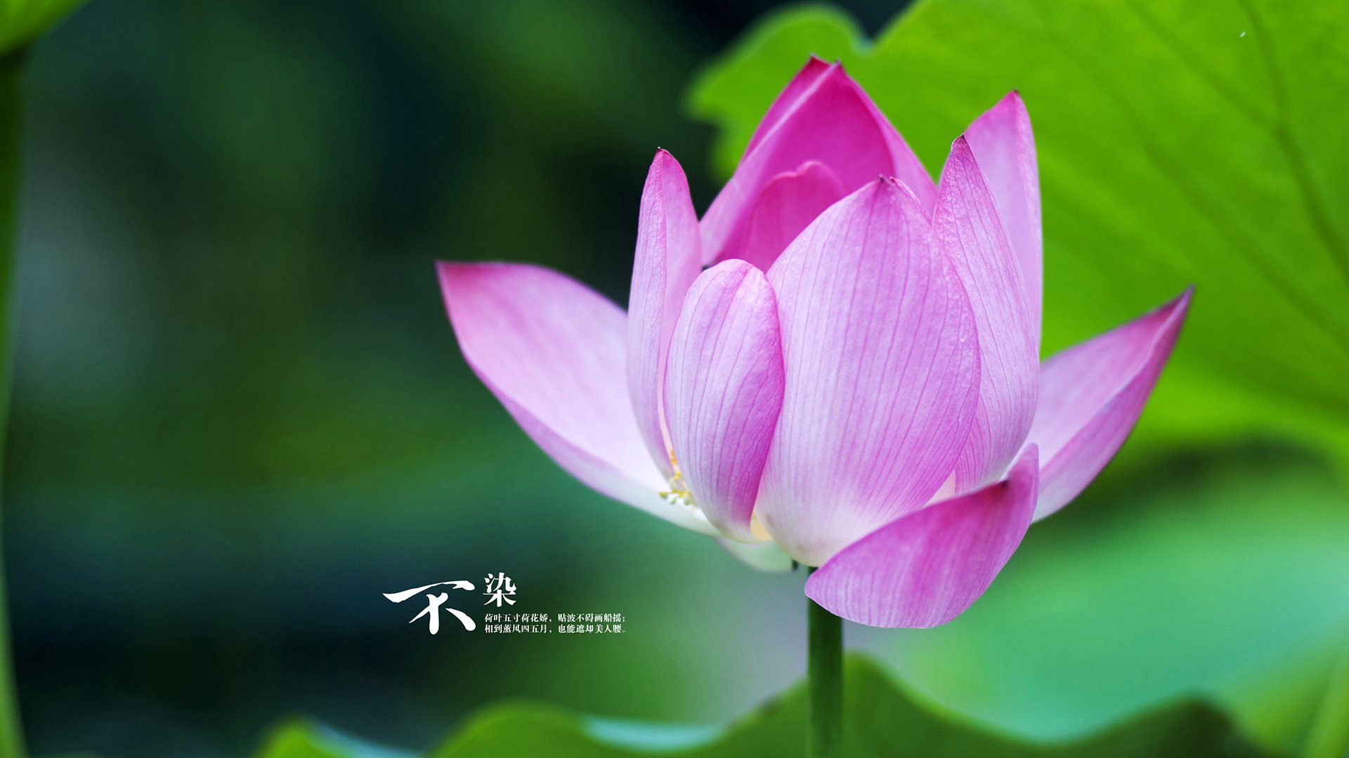 篮球唯一性奇观,辽宁队跨联赛火力压制火箭,拉文数据全面爆炸闪耀时代