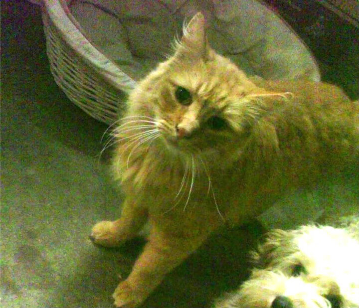 群星黯淡时,霍勒迪的唯一光芒