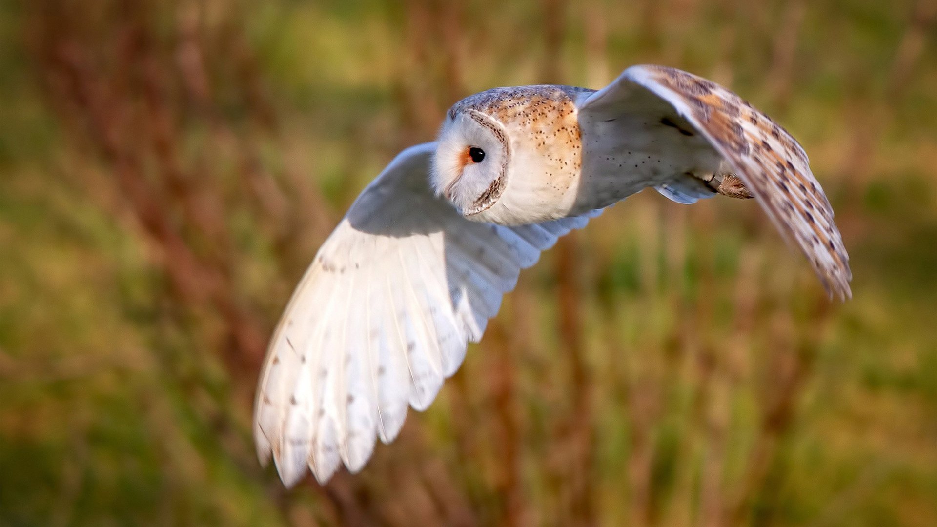凡人如何弑神？范弗利特用冠军之心为76人镀上金身
