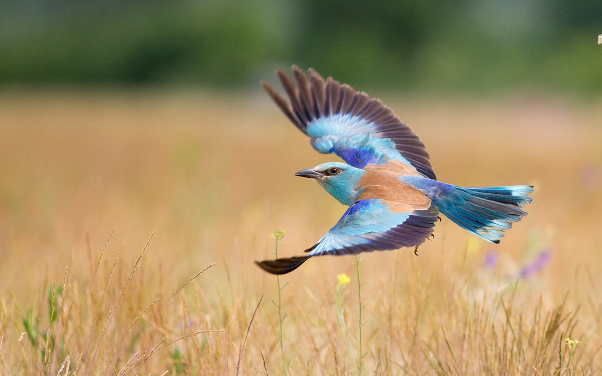 惊雷炸裂孟菲斯！灰熊双加时鏖战改写历史，利刃出鞘斩开拓者闯生死关