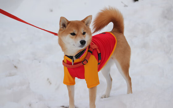 唯一之夜，F1新赛季揭幕战，拉文在重压下爆发书写传奇