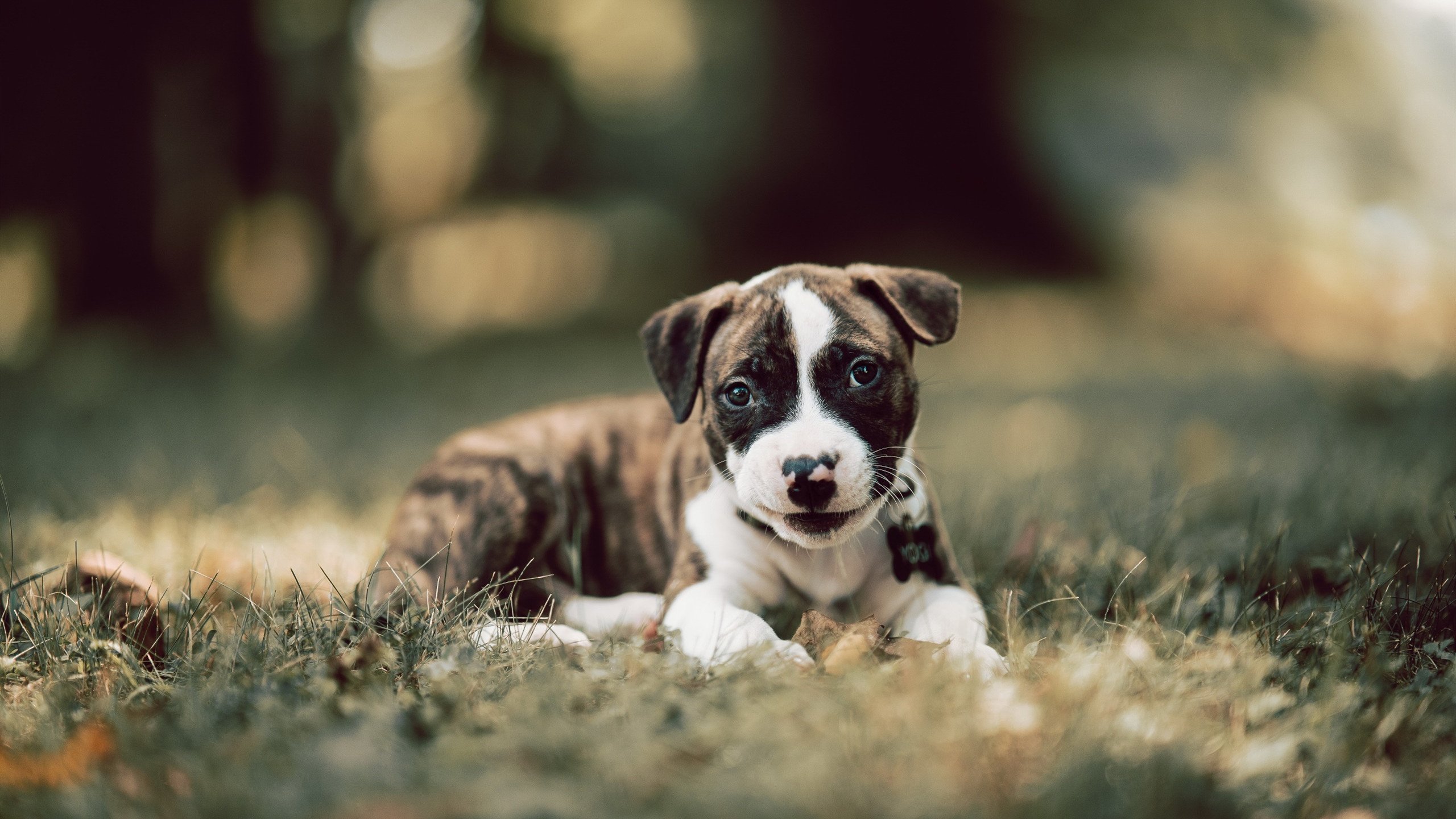 压力容器内燃,奥运周期关键战之夜,杜兰特的独一性化学反应