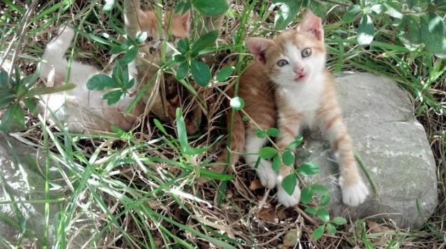 东决关键战，热火轻取广厦，晋级之路近在咫尺