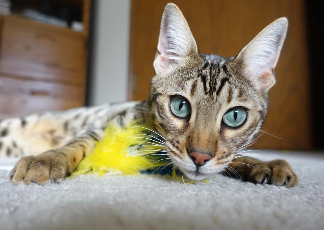 当东方巨龙踏平都灵城—上海队改写足球历史的意甲焦点战