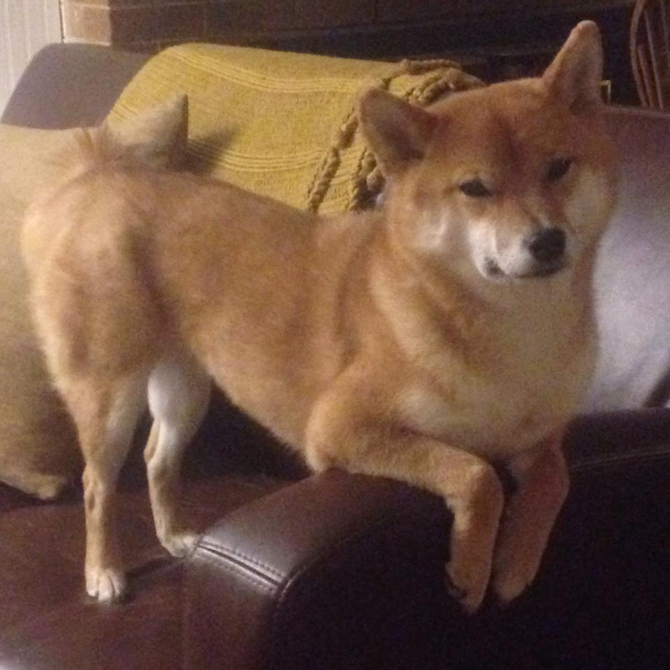 跨界王冠，NBA总决赛之夜与贝林厄姆的双重统治